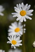 Flowering oxeye daisy