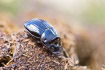 The rare Horned Dung Beetle - female