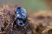 The rare Horned Dung Beetle - female