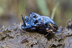 The rare Horned Dung Beetle - male