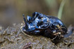 The rare Horned Dung Beetle