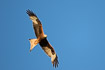 Photo ofRed Kite (Milvus milvus). Photographer: 