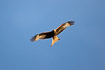 Photo ofRed Kite (Milvus milvus). Photographer: 