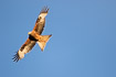 Red kite in flight