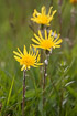 Photo ofVipers Grass (Skorzonera humilis). Photographer: 