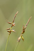 Foto af Loppe-star (Carex pulicaris). Fotograf: 