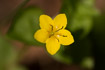 Flower of the small forest species Yellow Pimpernel