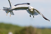 Common gulls