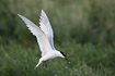 Sandwich tern about to land in the breeding colony