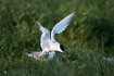 Sandwich tern during landing in the breeding colony
