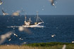 Small fishing boat and a lot of gulls