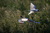 Black-headed gulls at breeding colony