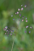 Flowering Quaking-grass