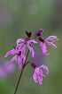 Flowering ragged-robin with morning dew