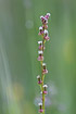 Photo ofMarsh arrowgrass (Triglochin palustris). Photographer: 
