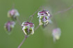 Closeup of a flowering quaking-grass