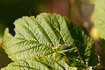 Photo ofSpeckled bush-cricket (Leptophyes punctatissima). Photographer: 