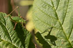 Photo ofSpeckled bush-cricket (Leptophyes punctatissima). Photographer: 