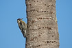 Yellow-bellied sapsucker on a palm tree with the characteristic sapholes made by this species.