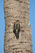 Yellow-bellied sapsucker on a palm tree with the characteristic holes made by this species.