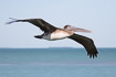 Juvenile brown pelican in flight