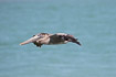 Juvenile Brown Pelican in flight