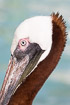 Portrait of a brown pelican