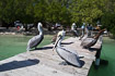 A gang of brown pelicans on a bridge