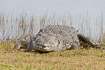 American crocodile resting on a lakeshore in Everglades National Park