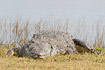 Foto af Amerikansk krokodille (Crocodylus acutus). Fotograf: 