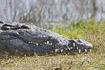 Photo ofAmerican Crocodile (Crocodylus acutus). Photographer: 