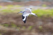 Willet in flight on motionblured background