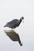 Photo ofLittle Blue Heron (Egretta caerulea). Photographer: 