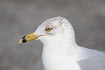 Ring-billed gull portrait
