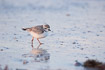 Piping Plover in nonbreeding plumage