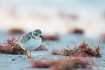 Piping Plover in nonbreeding plumage