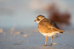 Semipalmated Plover in nonbreeding plumage