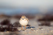Piping plover in nonbreeding plumage