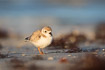 Piping plover in nonbreeding plumage