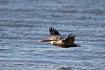 Brown pelican in flight