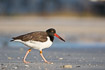 Color-ringed american oystercatcher