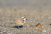 Snowy plover beside a Florida Fighting Conch (Strombus alatus)