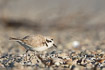 Snowy plover fouraging among various shells