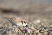 Snowy plover fouraging among various shells