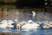 A flock og feeding white pelicans