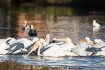 A flock of feeding white pelicans