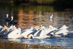 A flock of pelicans feeding