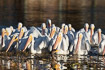 A flock of american white pelicans