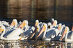 A flock of american white pelicans
