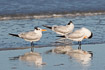 Royal terns resting on a beach